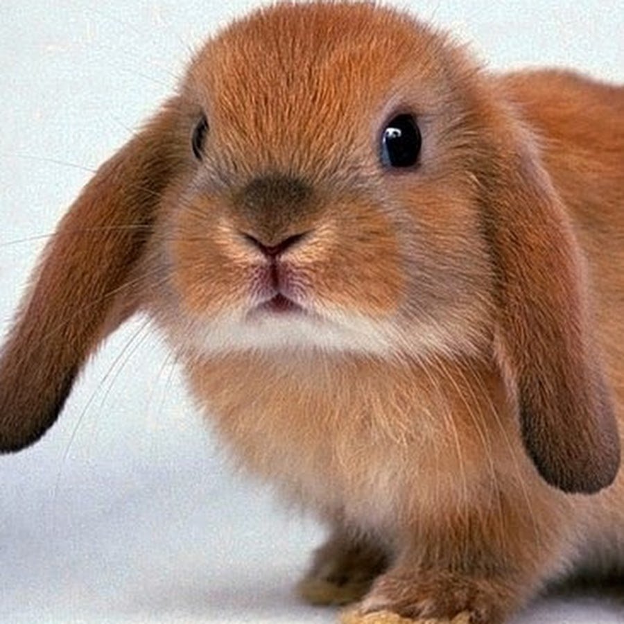 Беличий карликовый кролик