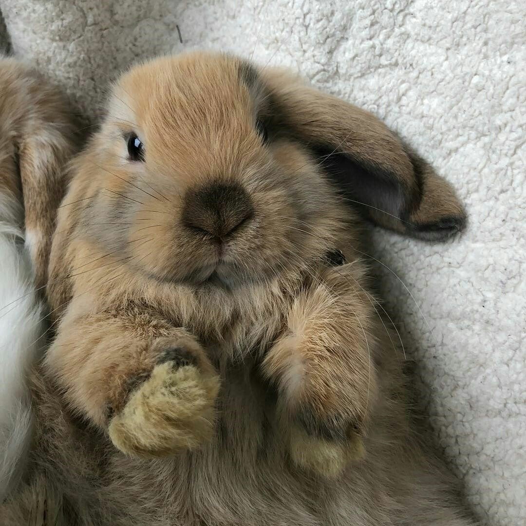 Карликовый баран кролик