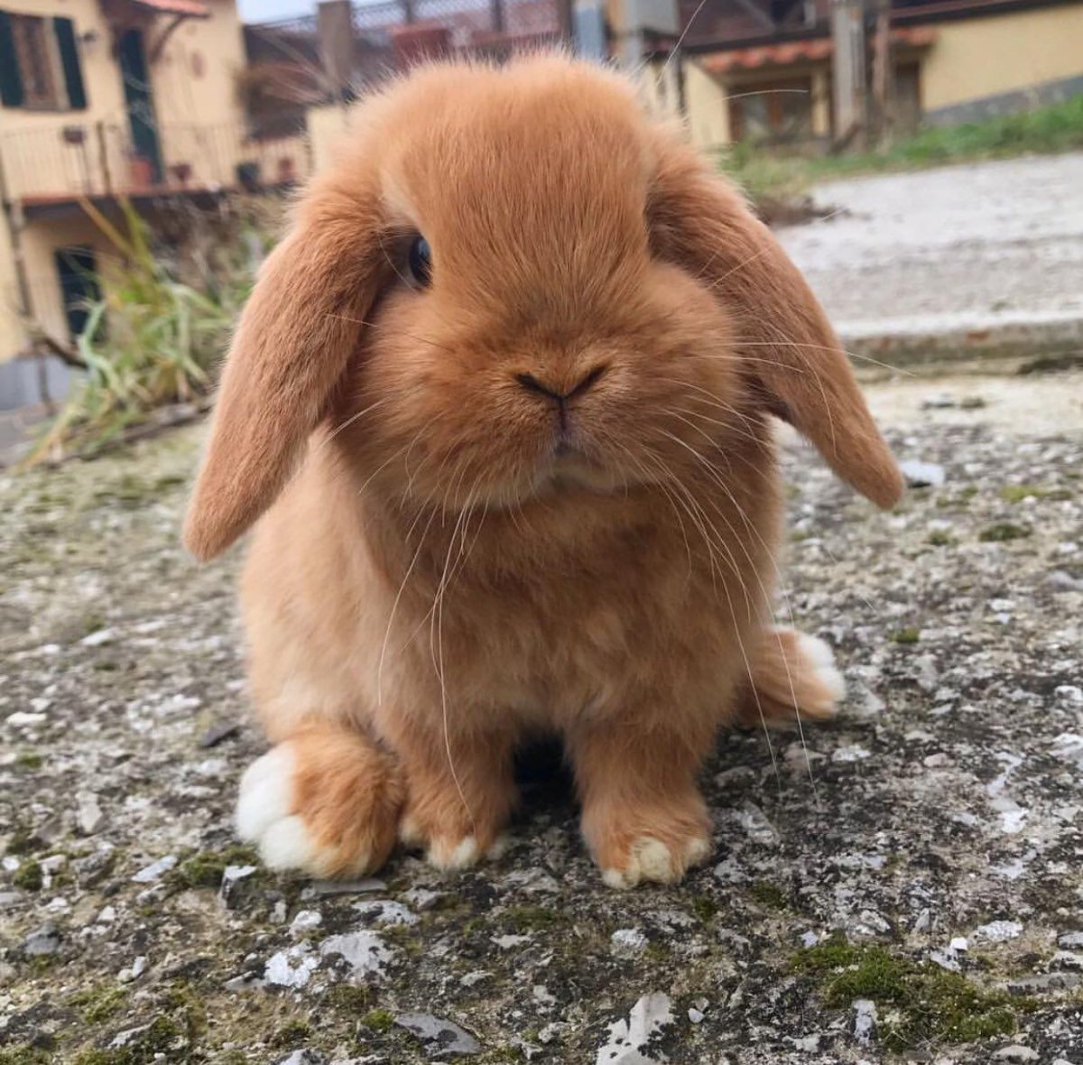 Мини кролики домашние