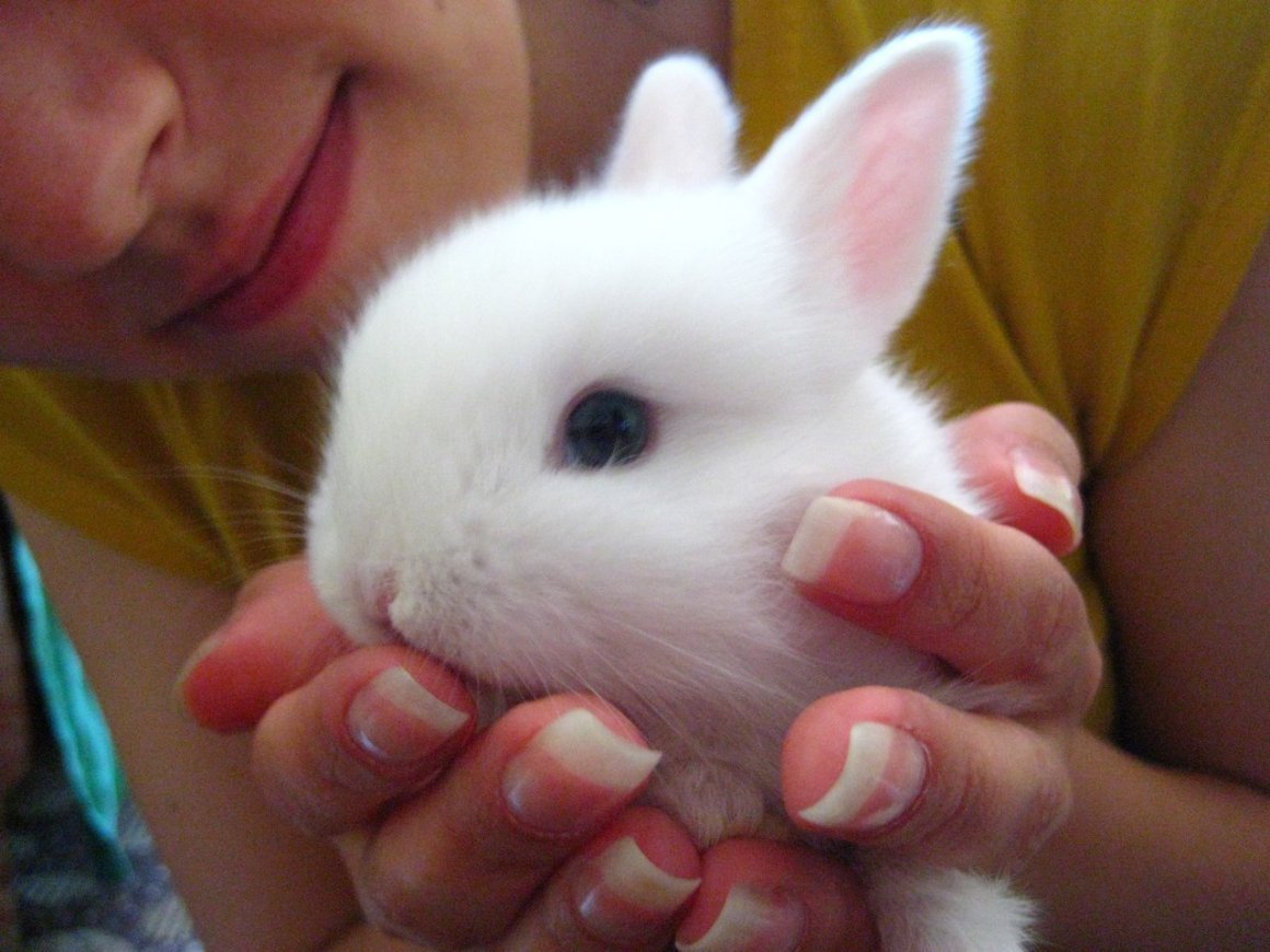 Беличий карликовый кролик