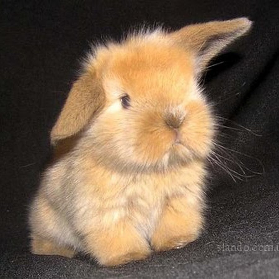 Кролик декоративный живой