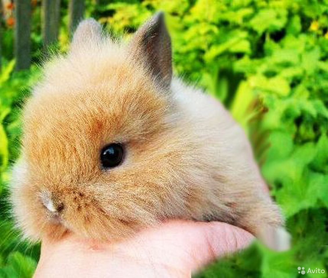 Лисий карликовый кролик