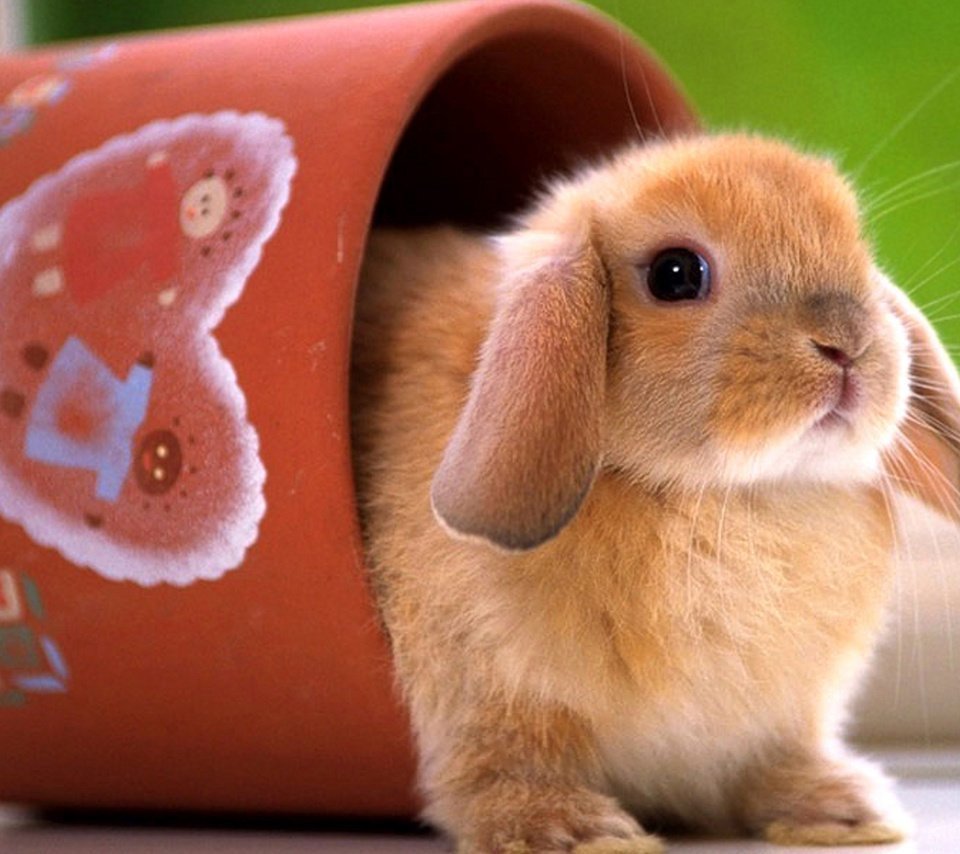 Кролик утро