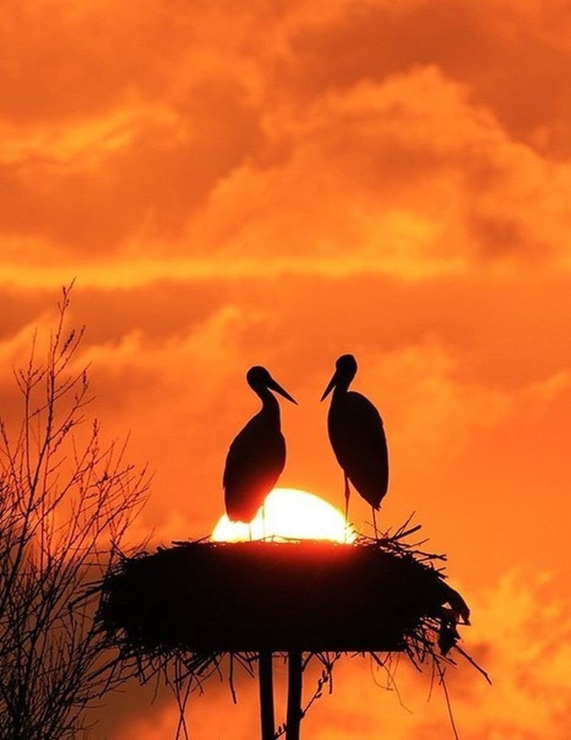 Птицы на рассвете