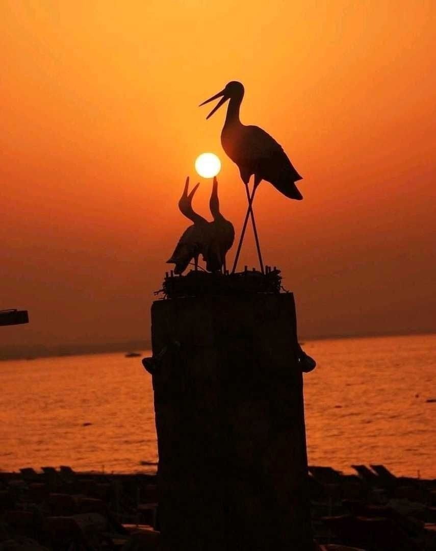 Аист на закате