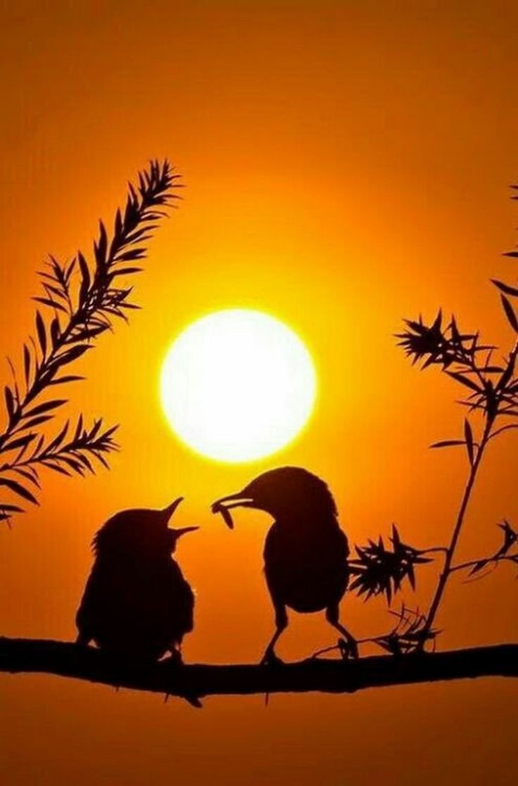 Силуэты животных на фоне заката