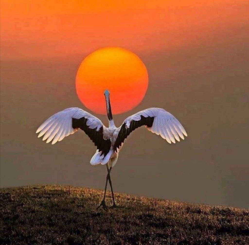 Журавли на закате