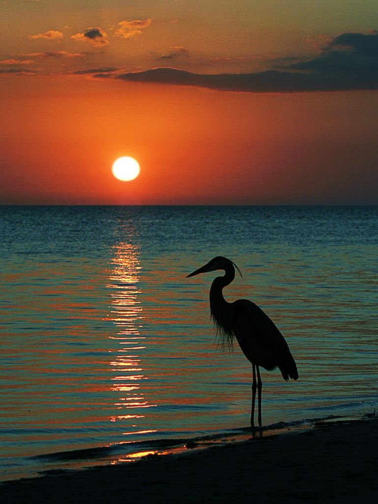 Цапля на море