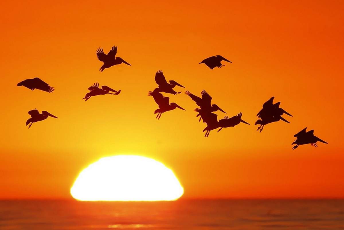 Птицы улетают в закат
