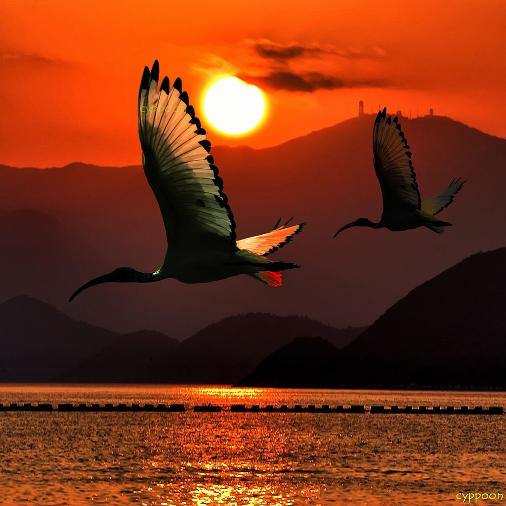 Птички на закате