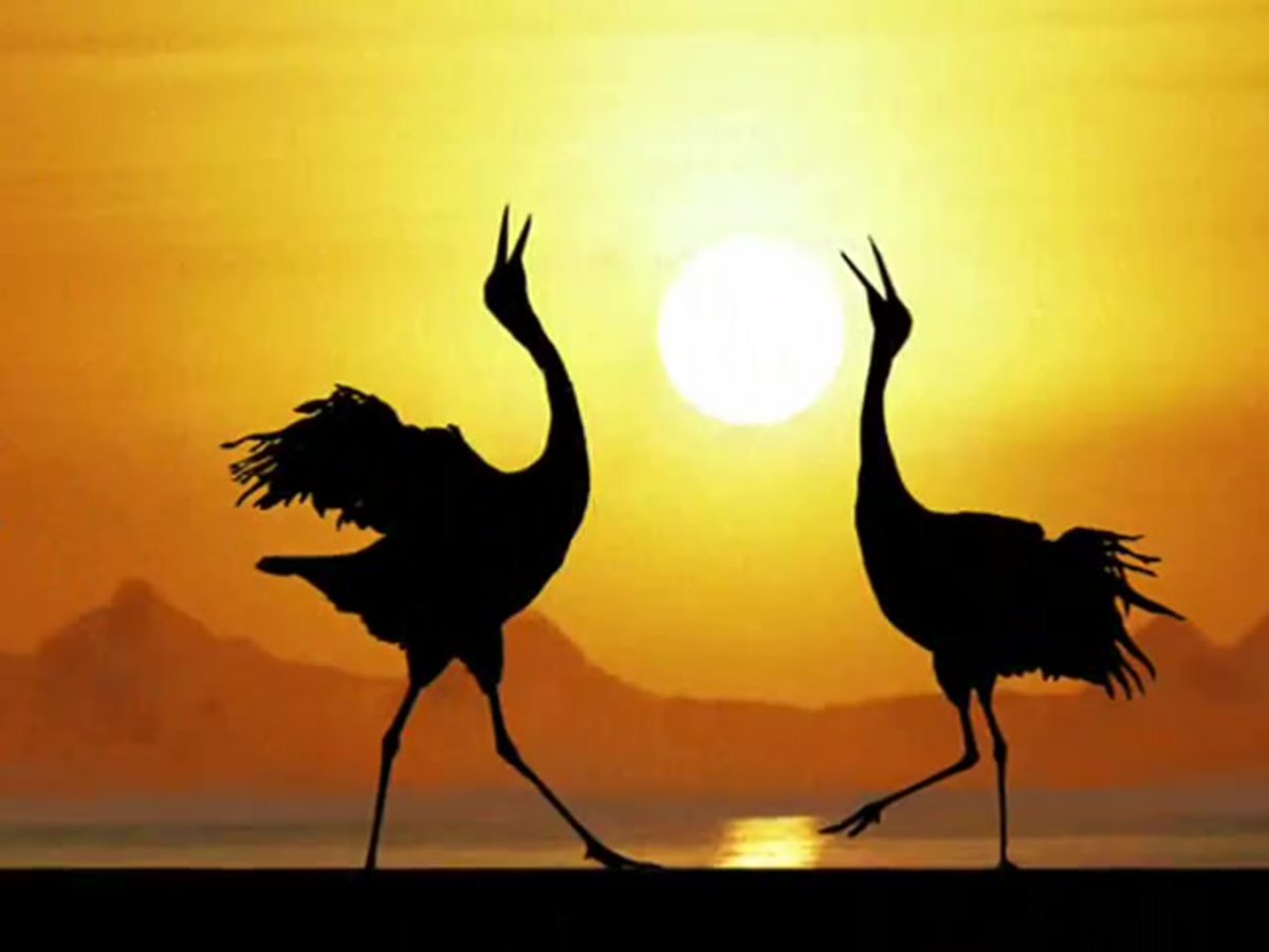 Журавли на фоне заката