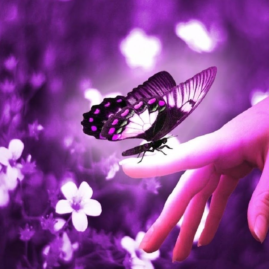 Бабочка на цветке