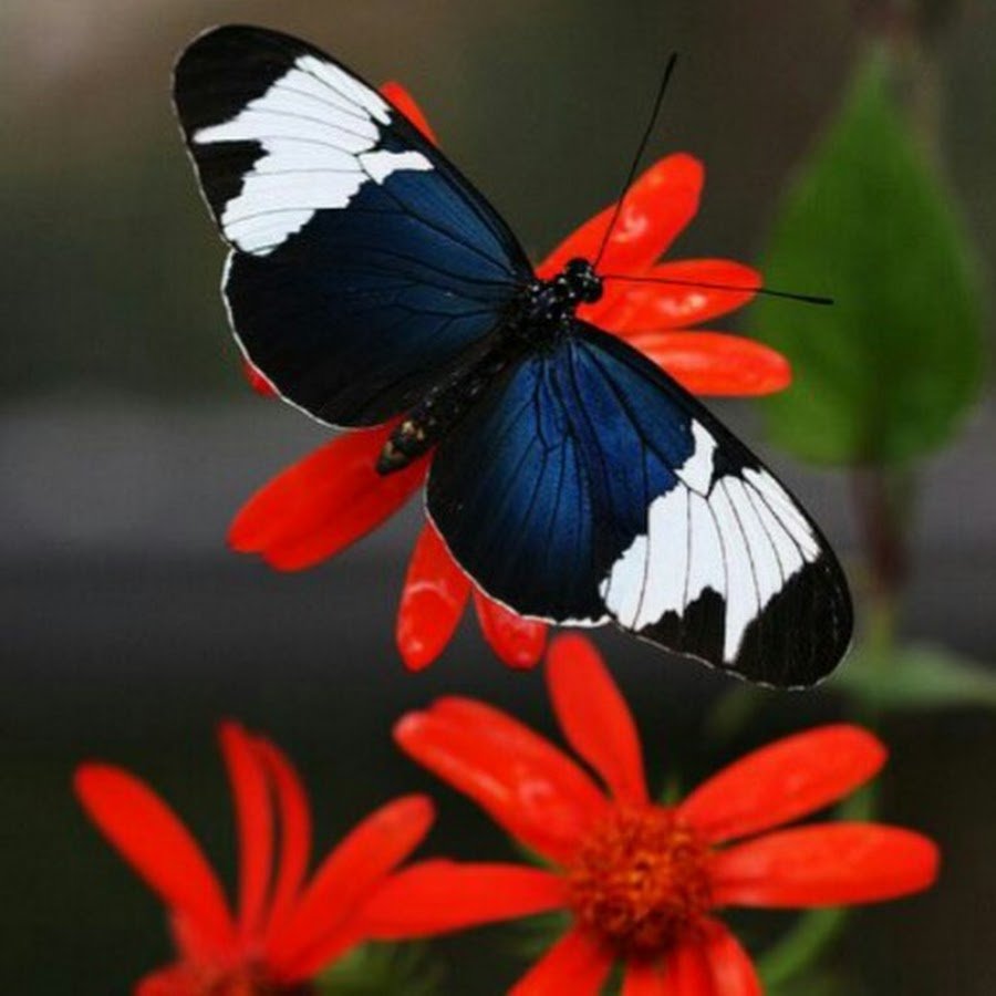 Бабочка на носу