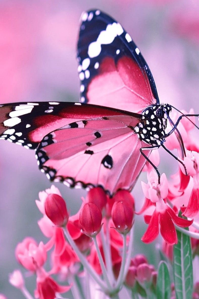 Картинки красивые цветы и бабочки (35 фото)