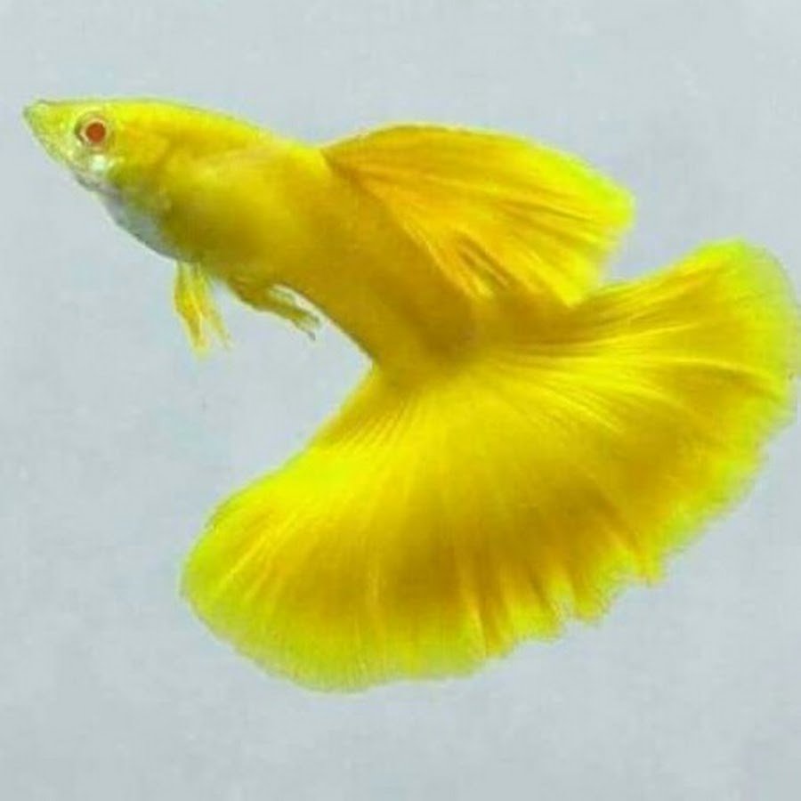 Золотая рыбка гуппи
