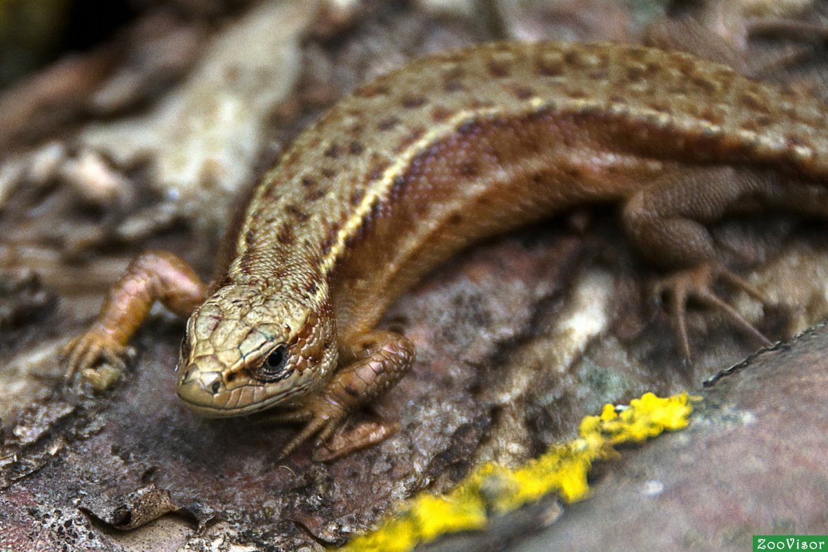 Ящерица обыкновенная прыткая