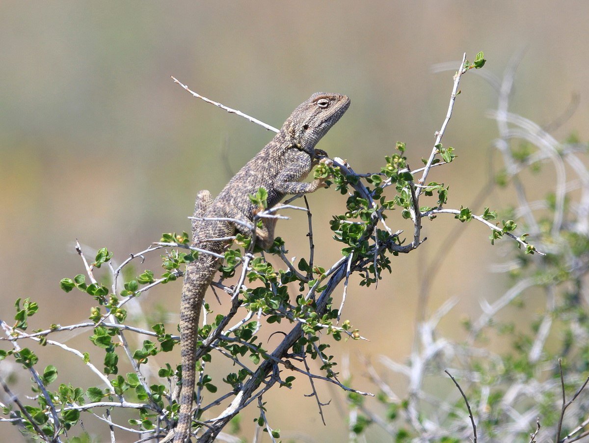 Trapelus sanguinolentus