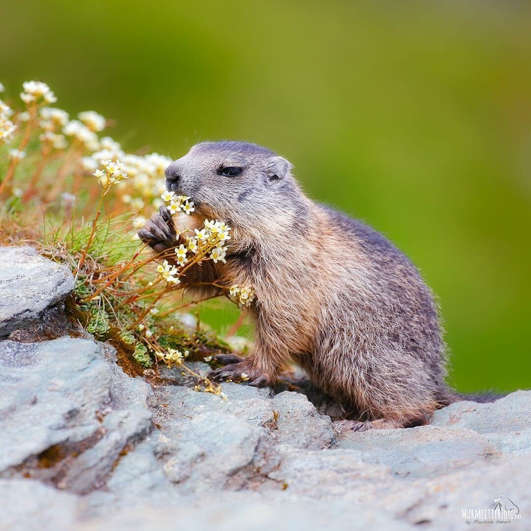 Альпийский сурок (Байбак)