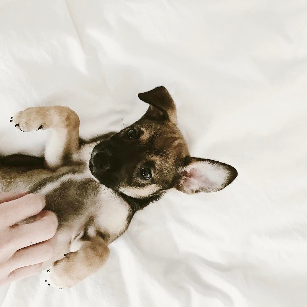 Доберман бойцовская