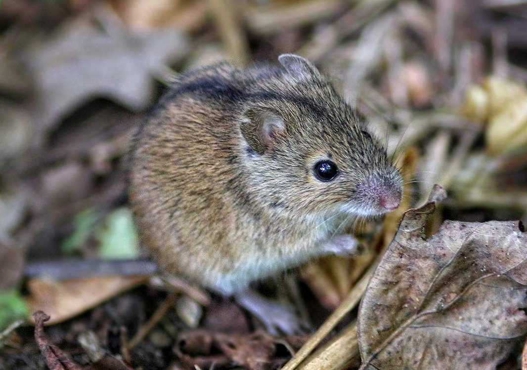 Степная мышовка