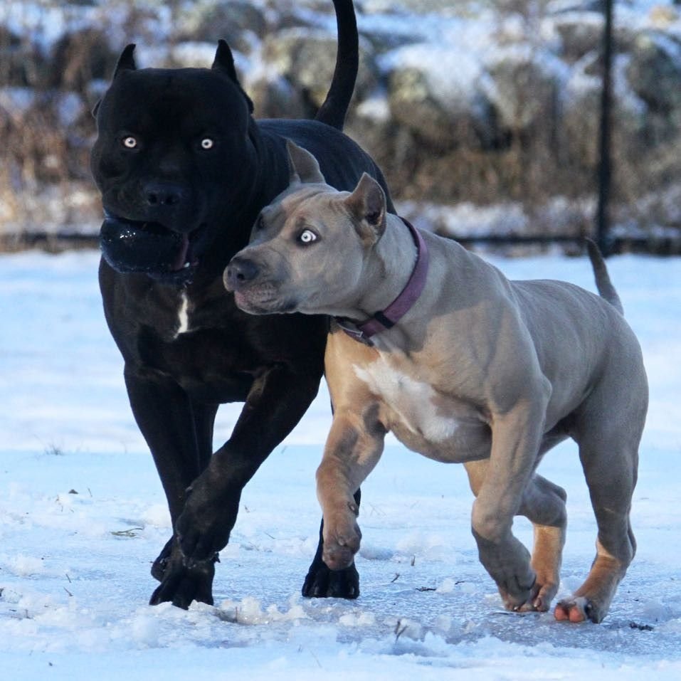 Аргентинский стаффордширский терьер
