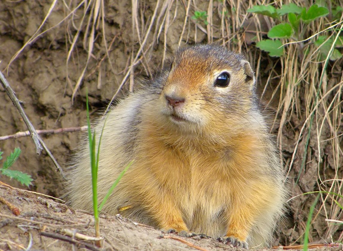 Степная пеструшка