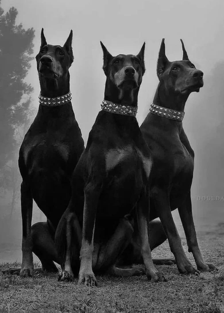 Кане Корсо Молоссы