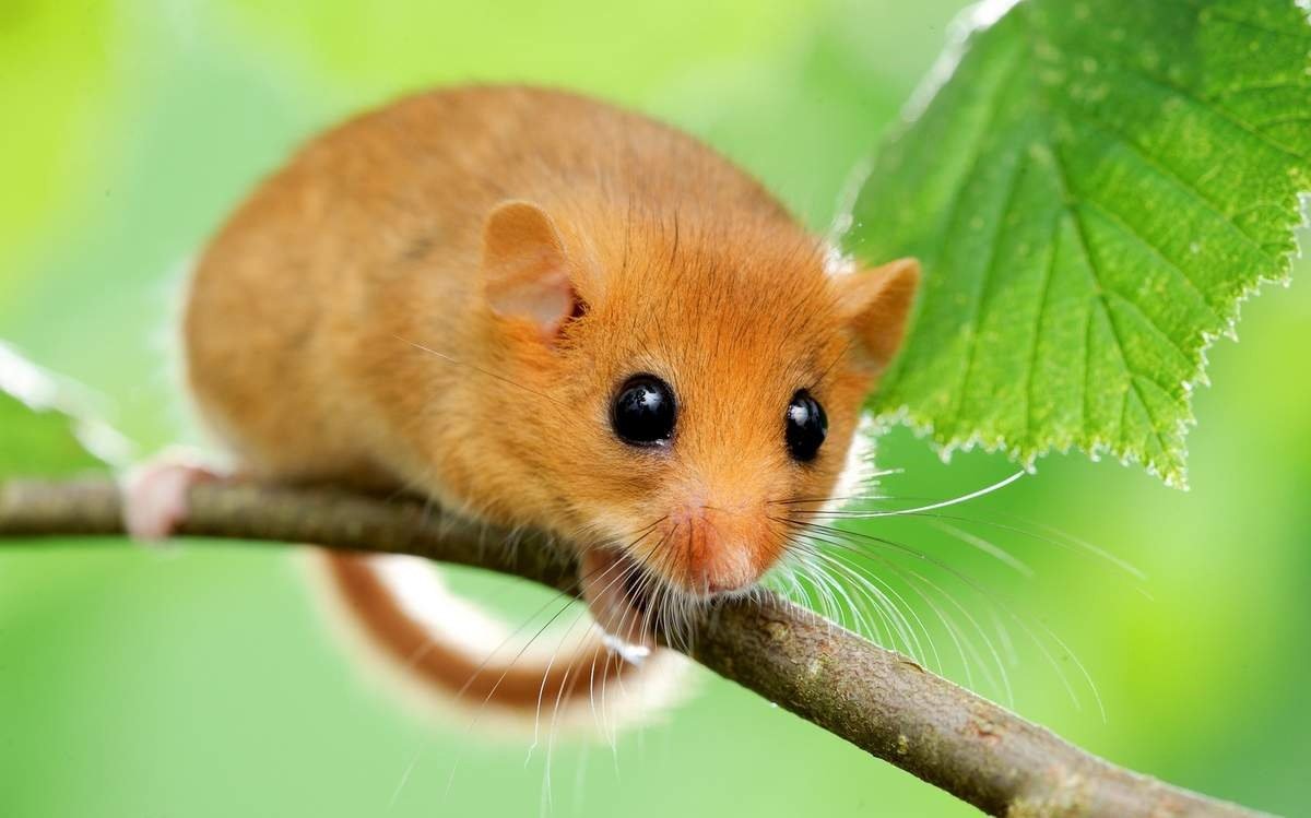 Орешниковая Соня