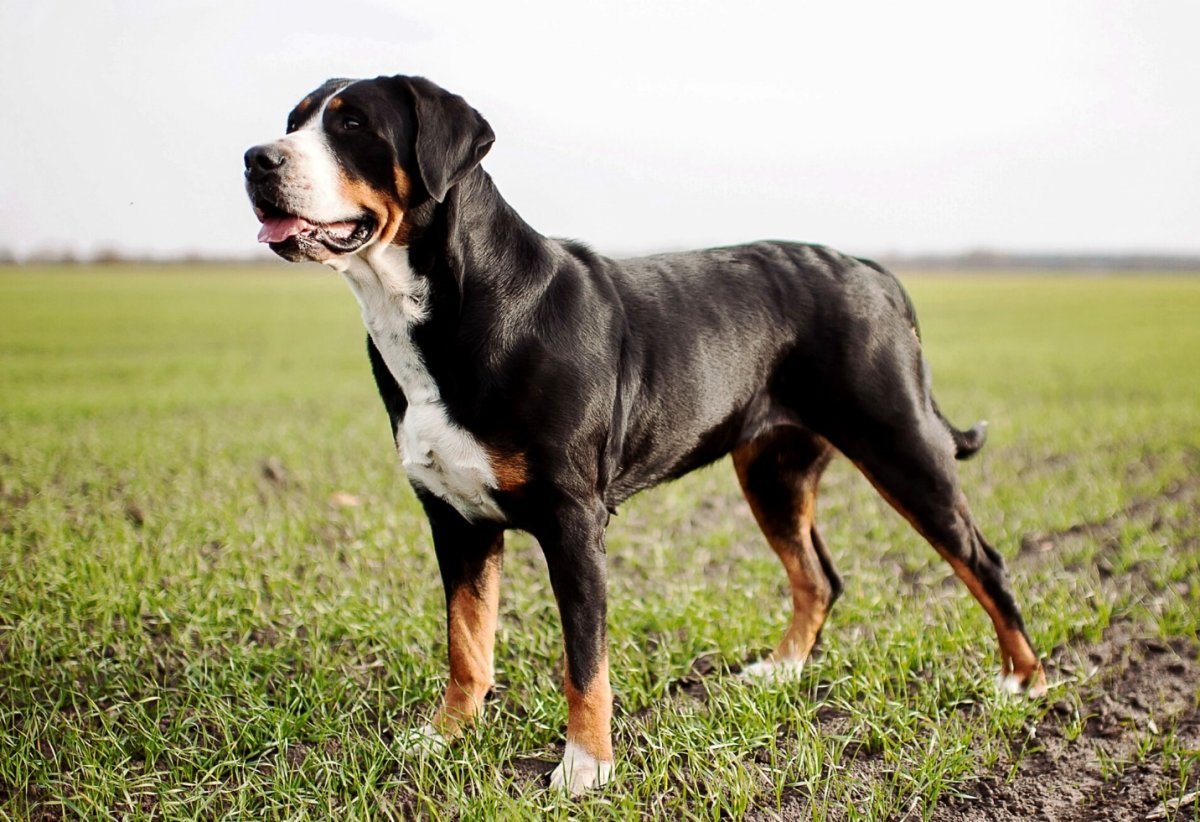 Швейцарский дог