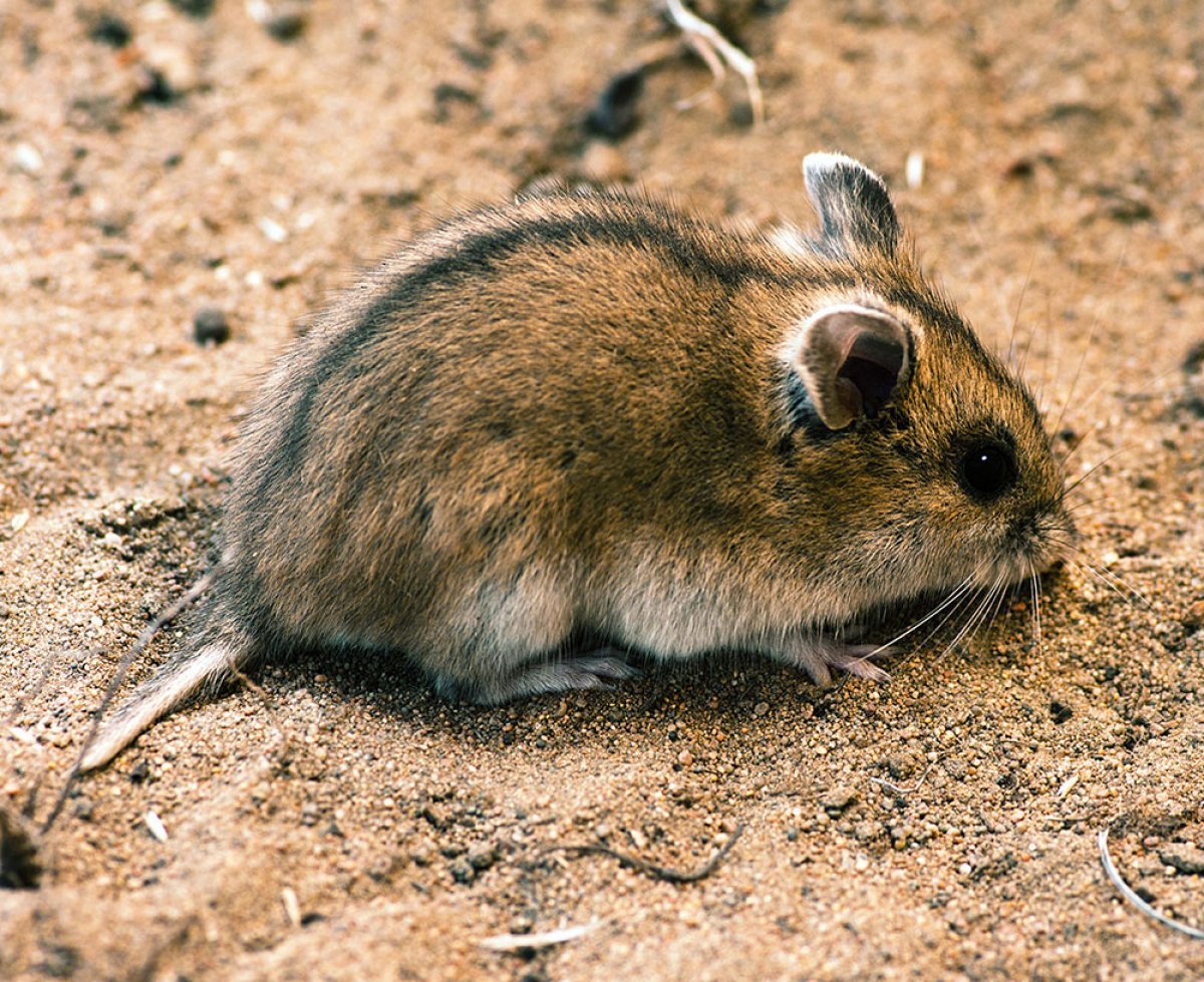 Даурский хомячок (Cricetulus Barabensis)