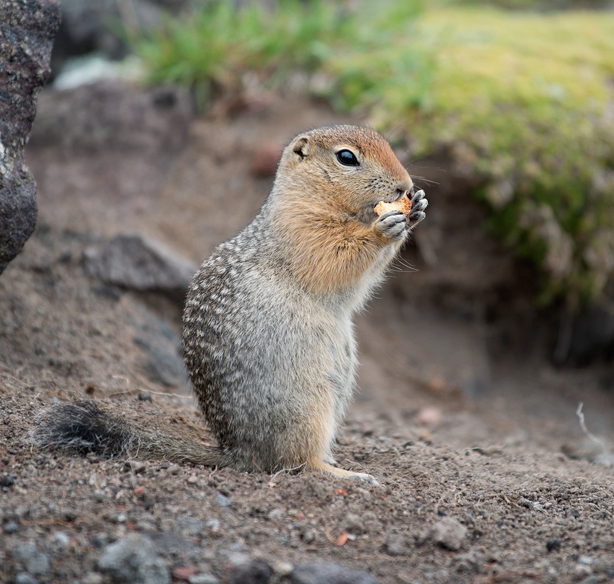 Длиннохвостый суслик