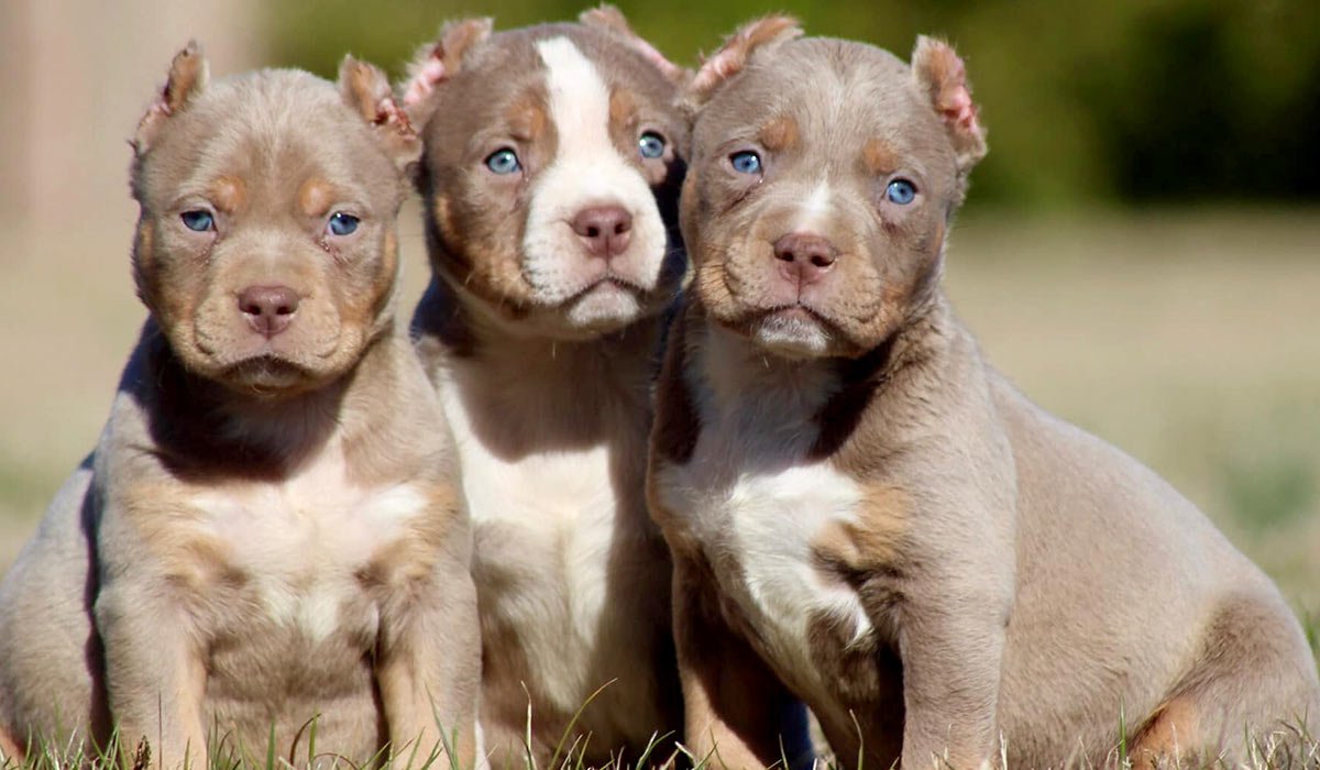 Много собак разных пород