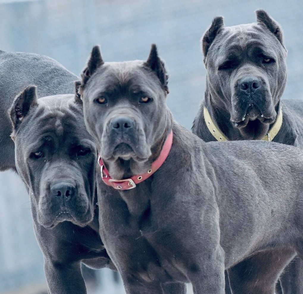 Порода собаки каникорса