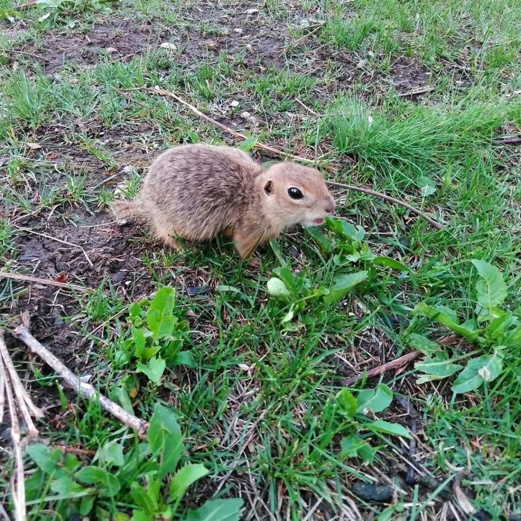 Лысый суслик
