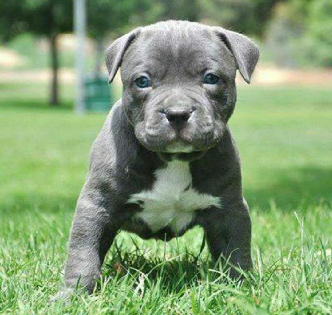 Атлас пород собак