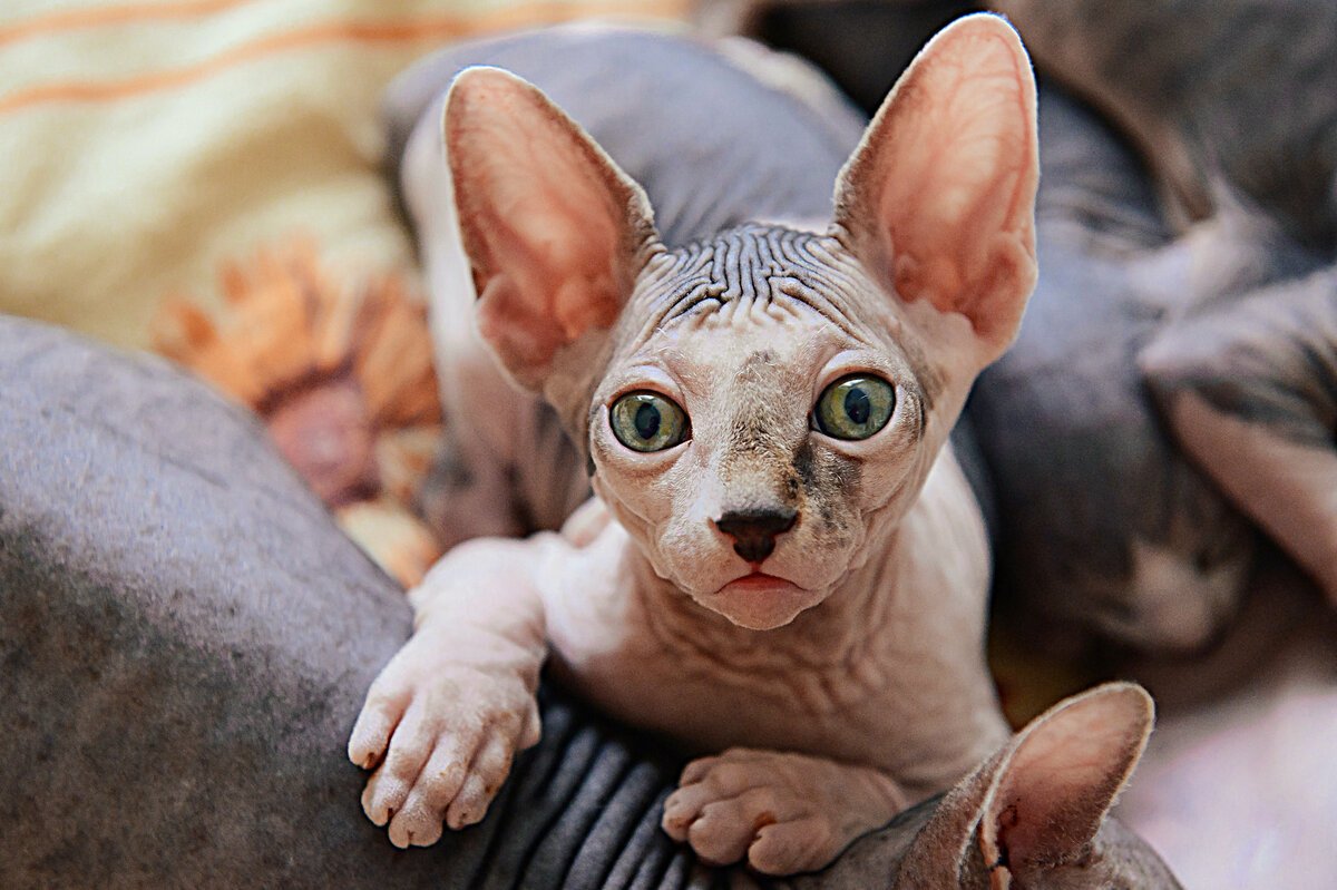 Морщинистый канадский сфинкс