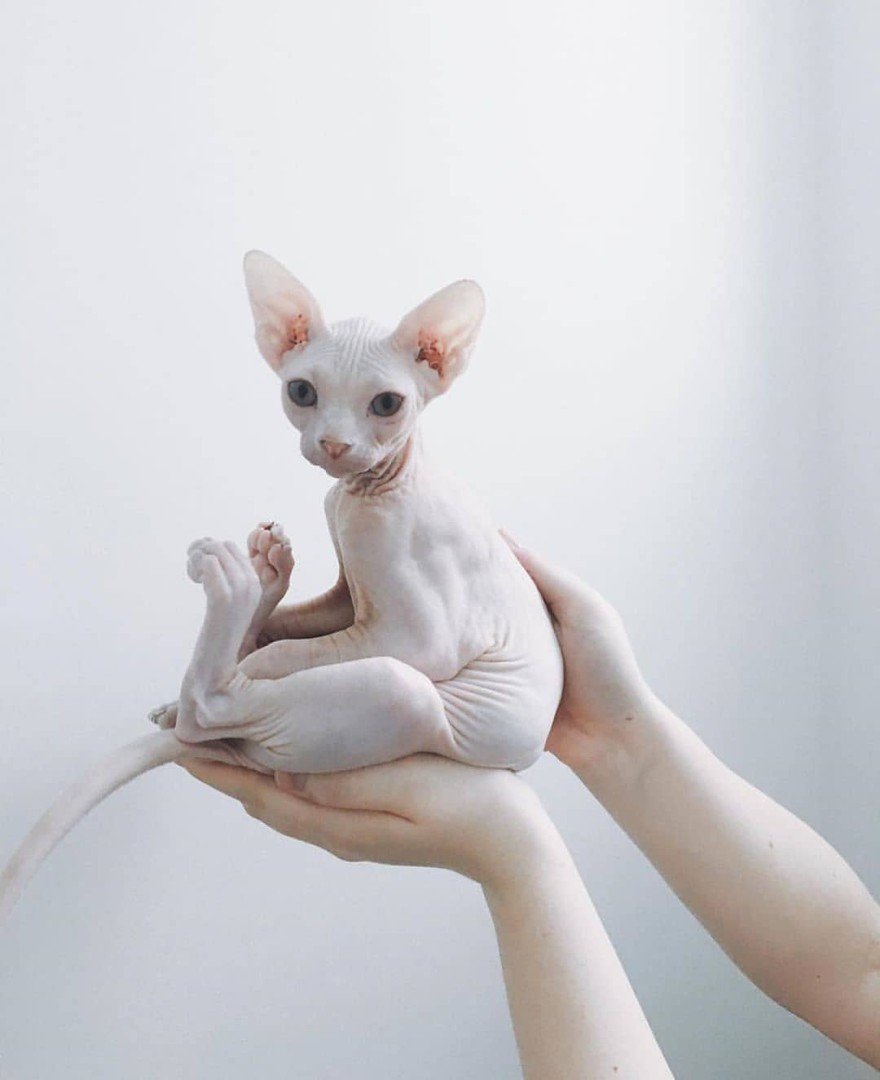 Канадский сфинкс кот