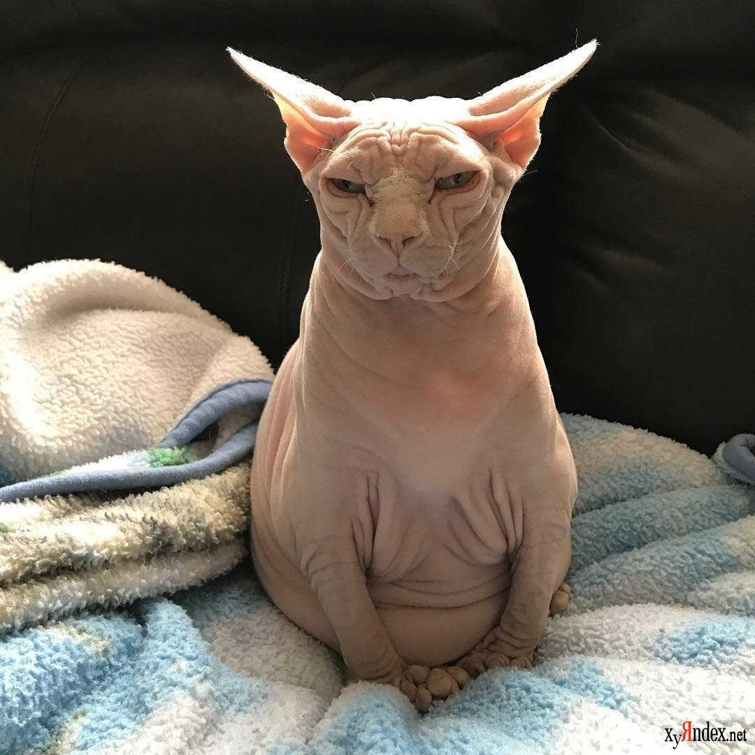 Заворот века у донских сфинксов