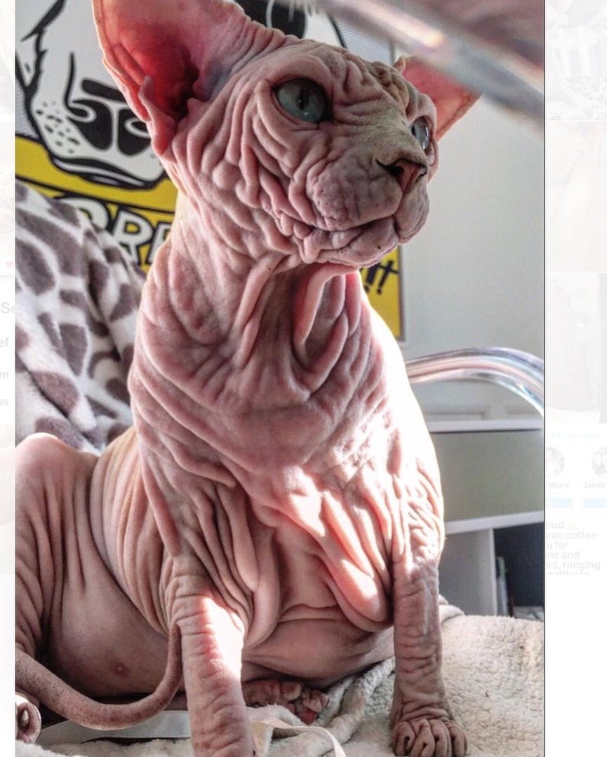 Лысая кошка сфинкс