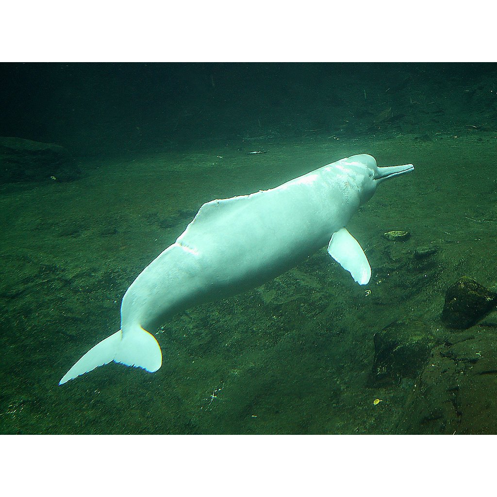 Китайский Речной Дельфин