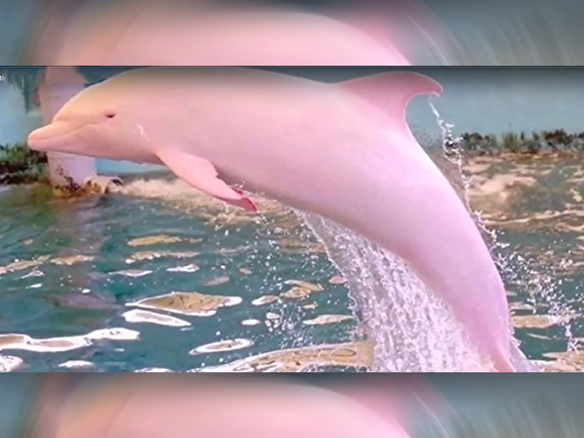 Розовый Дельфин в черном море