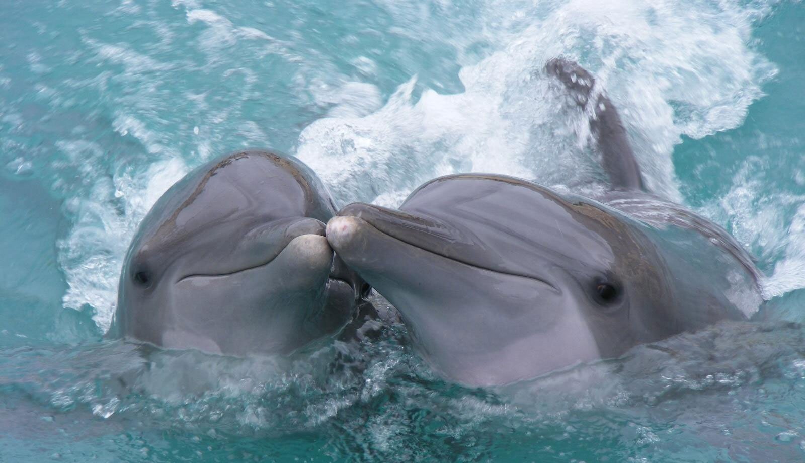 Дельфин живет лет. Дельфины. Дельфины в море. Дельфин фото. Два дельфина.