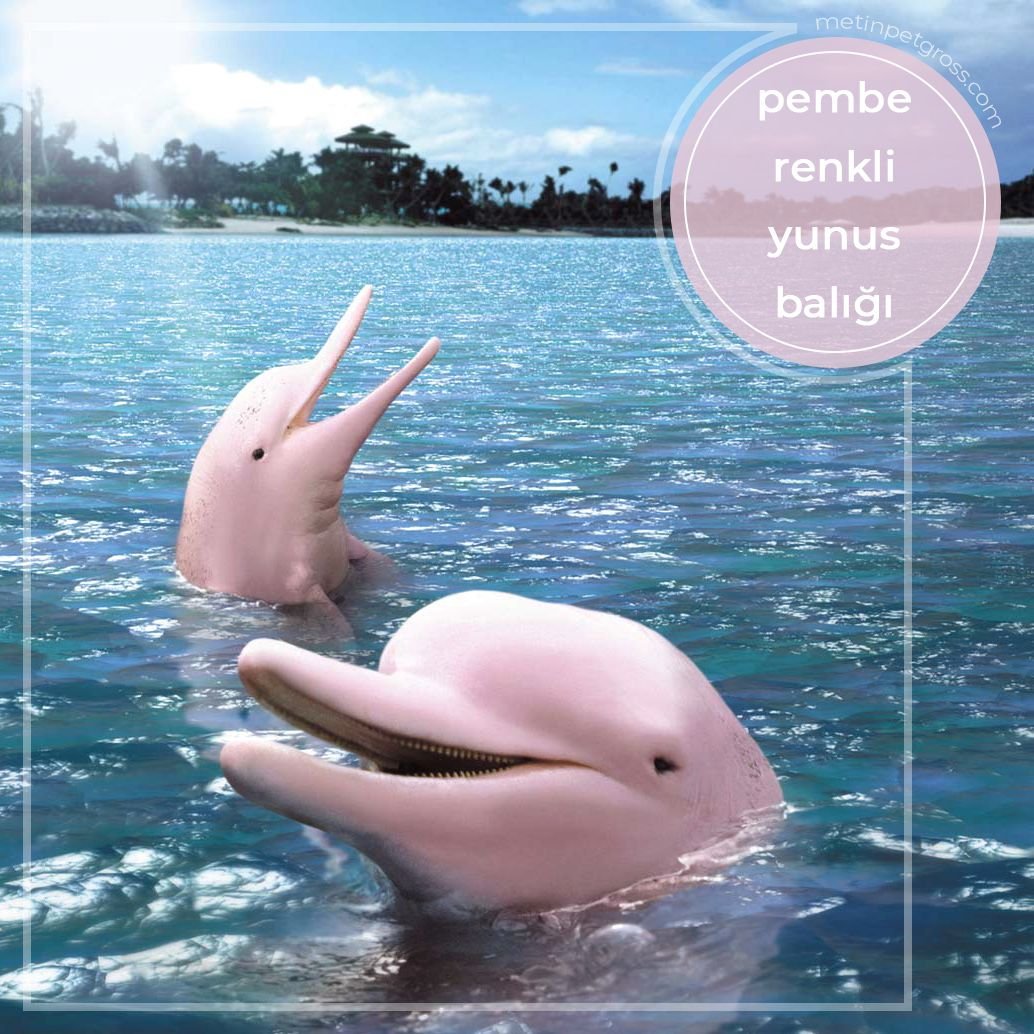 Гангский Дельфин Сусук