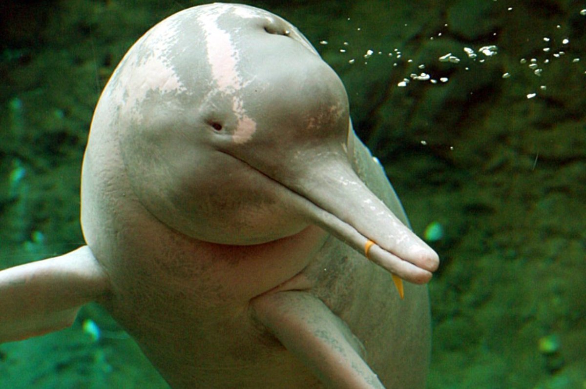 Амазонский Речной Дельфин