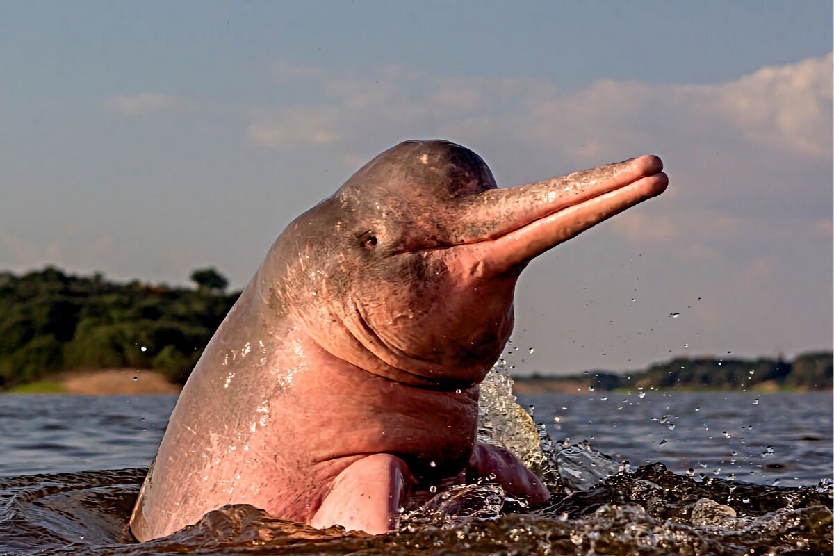 Китайский Речной Дельфин Байцзы