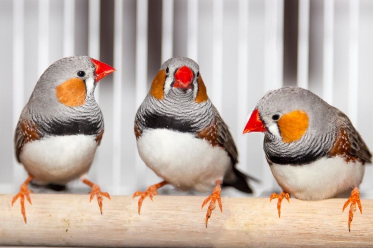 Гнездо воробья