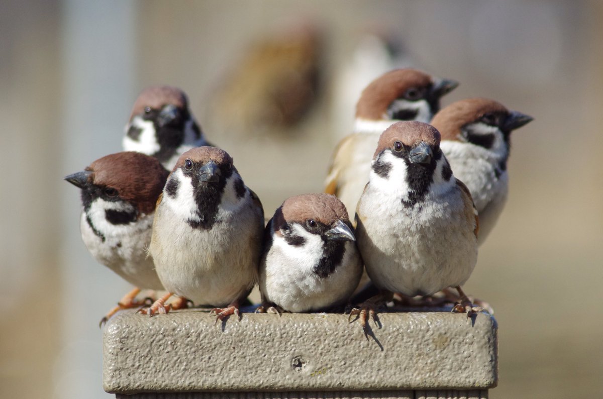 Китайский Воробей