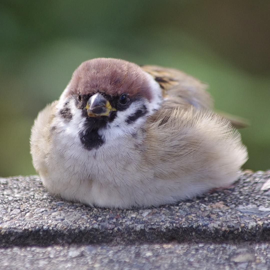 Рисовый амадин