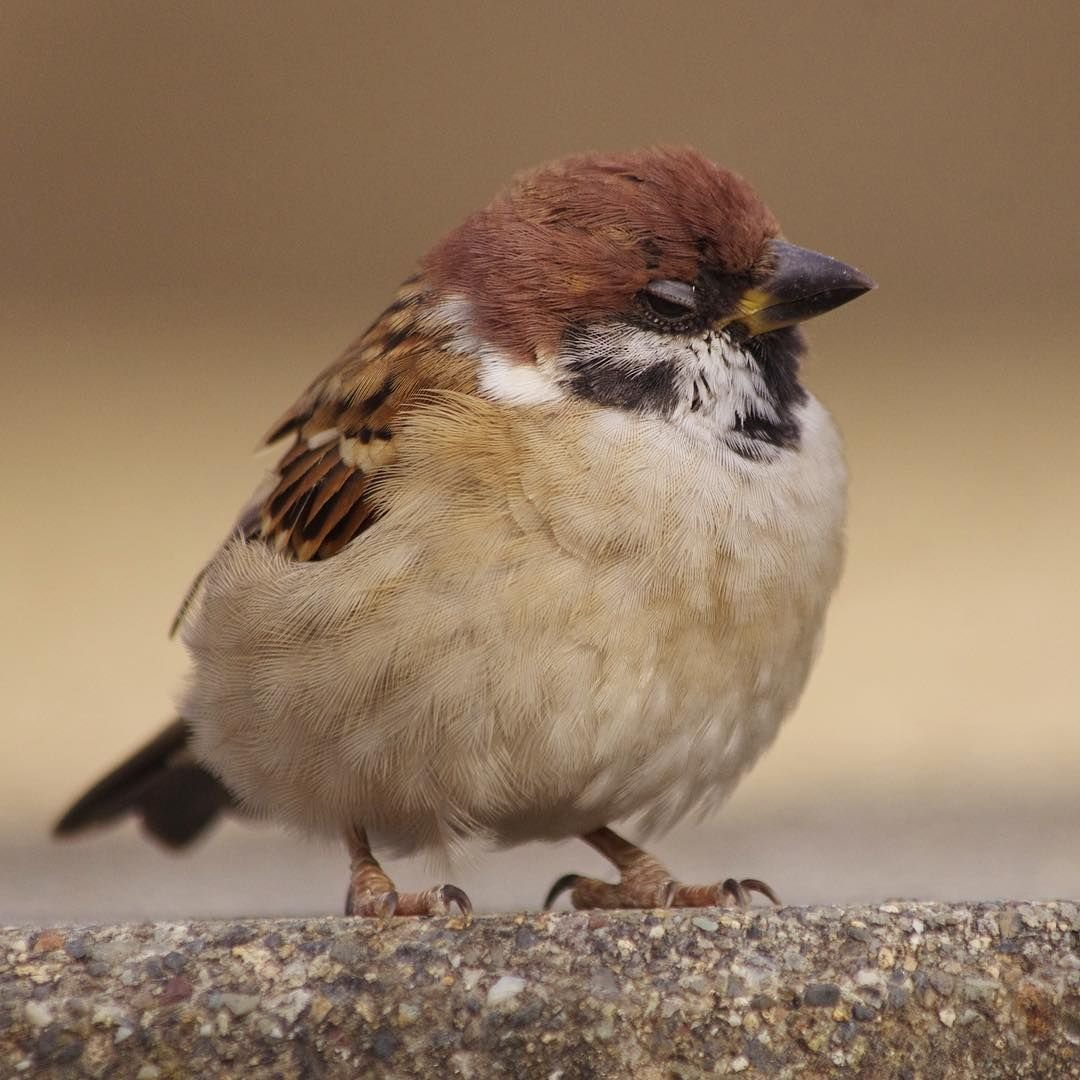 Охара Косон ласточки