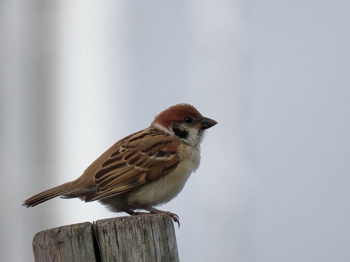 Хвост воробья